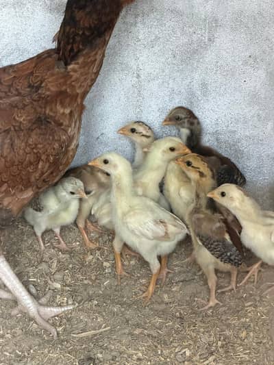 Aseel Madi and chicks