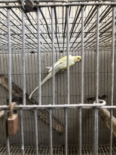 Blue ring neck And Rainbow ring neck