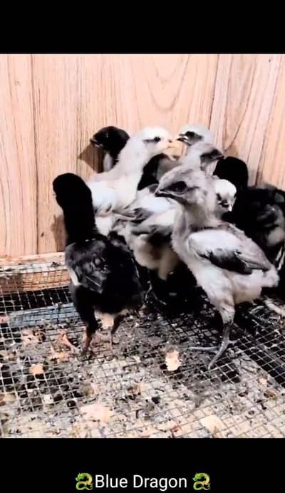 Blue dragon aseel chick's  healthy & active piece available.