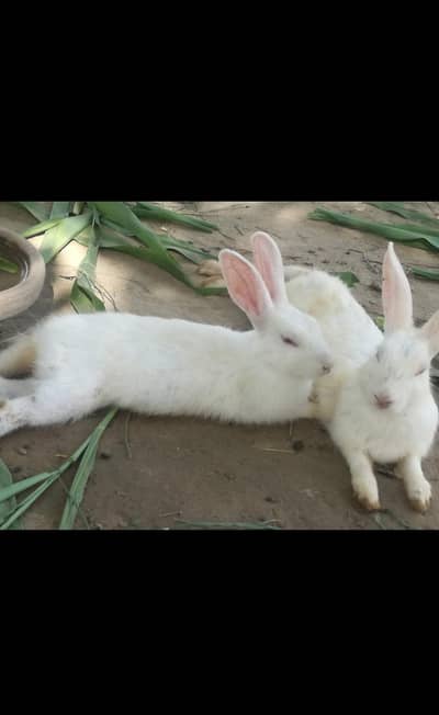 Rabbits Pairs Available. .