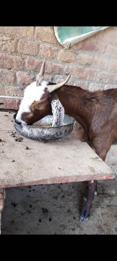 Tedii bakri 03127142751