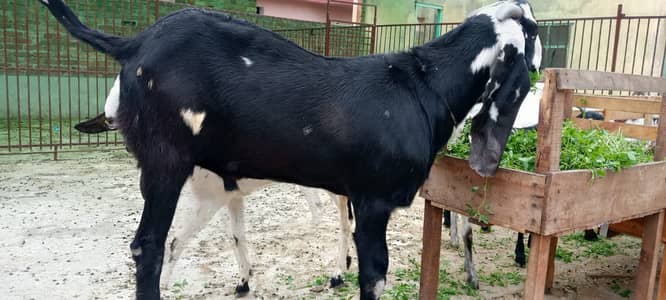 Pure beetal goat | Bakry | breeder Goat