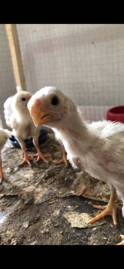 Parrot beak long tail chicks