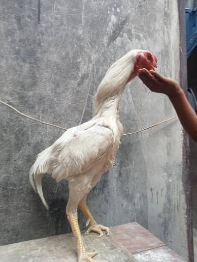 breading k Liye Liya tha mene bread. leli hai