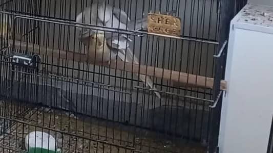 breeder pair available