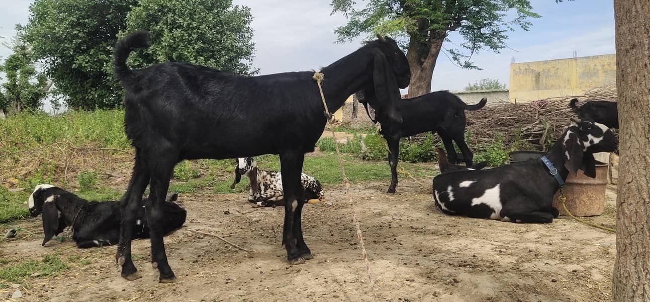 پہلے سو پٹھ فارسیل 0