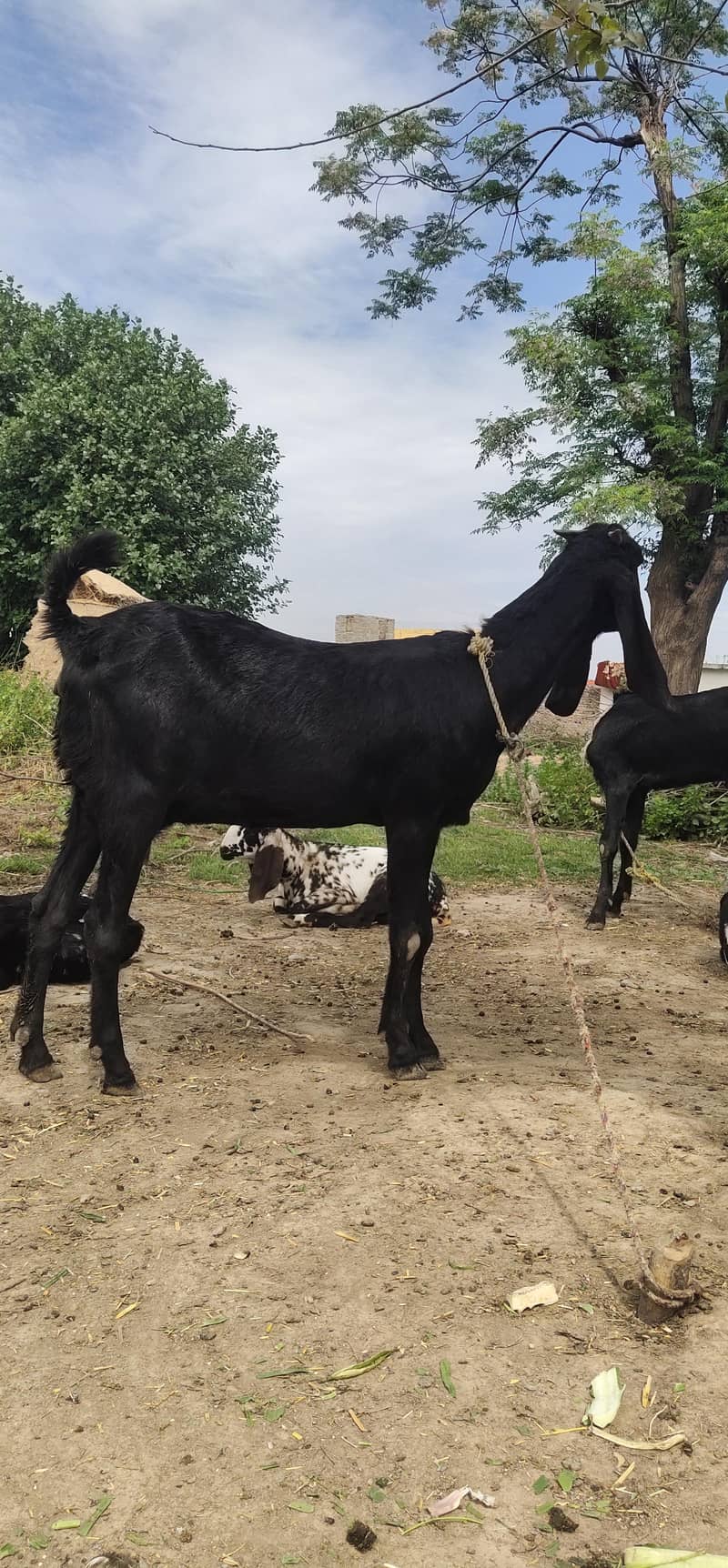 پہلے سو پٹھ فارسیل 1