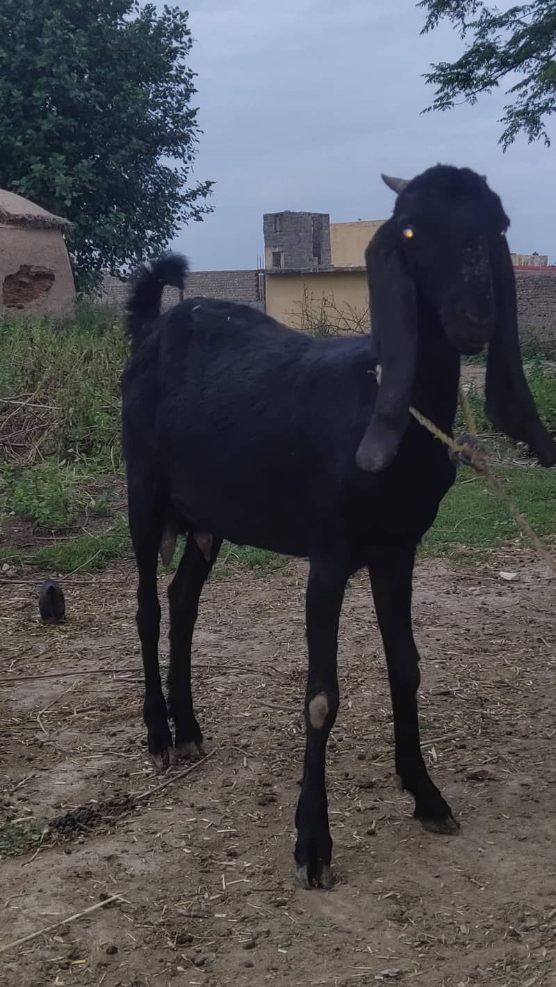 پہلے سو پٹھ فارسیل 2