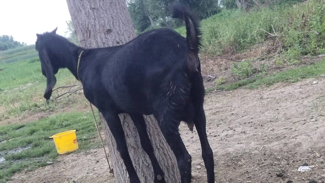 پہلے سو پٹھ فارسیل 3