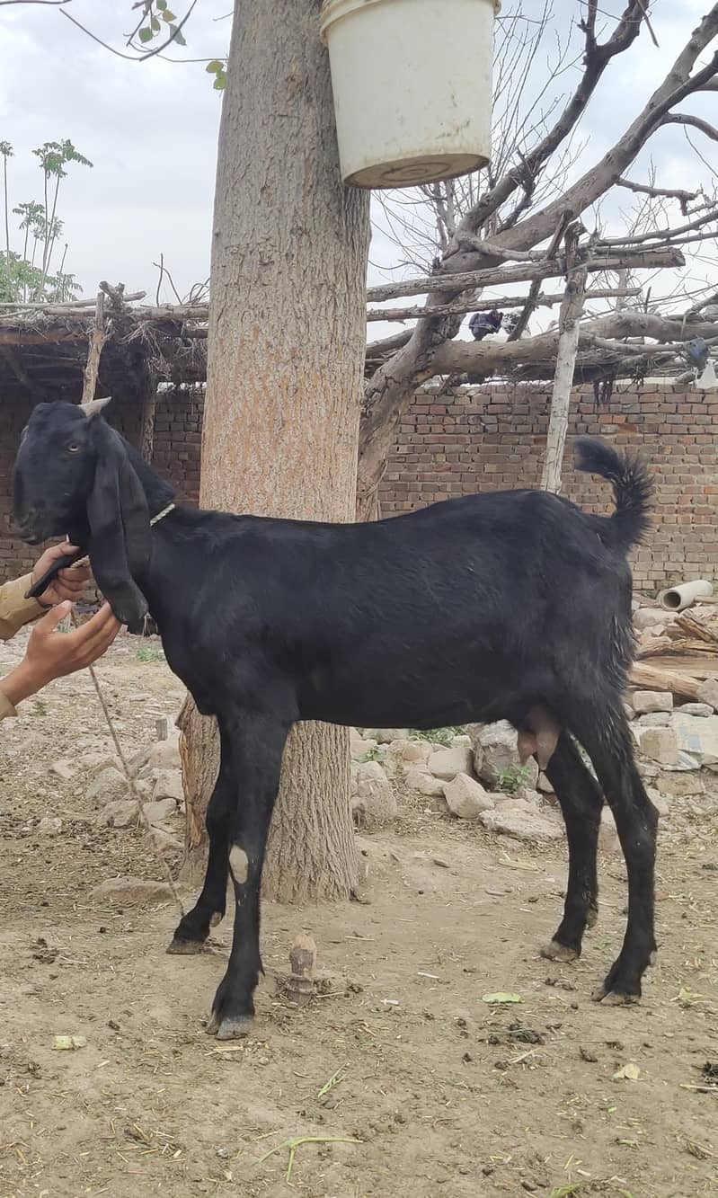 پہلے سو پٹھ فارسیل 4