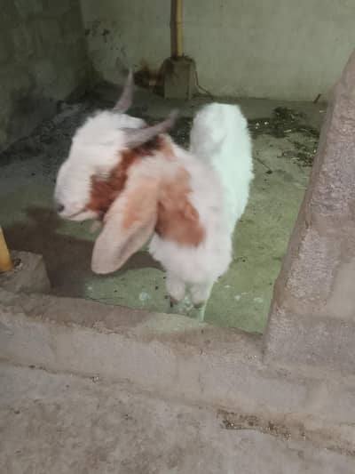 Bakra for sale urgent