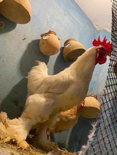 white buff golden brahma pair