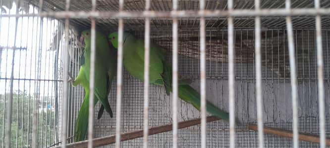 Jumbo Breader Pair Murgha murghi