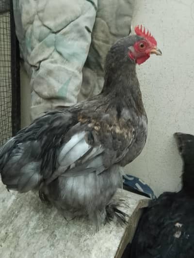 bantam pair available