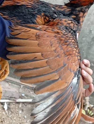 for sale ha palace pakoye 3 male ha