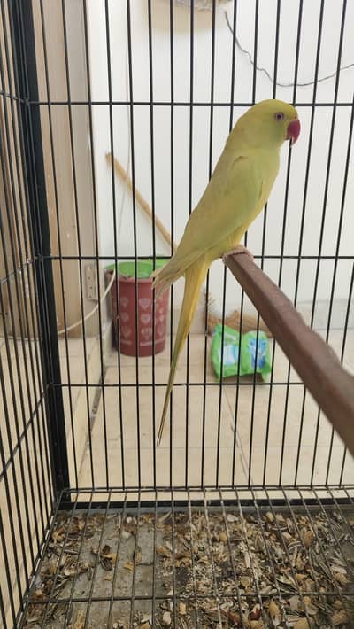 TAMED Yellow  Ringneck Male