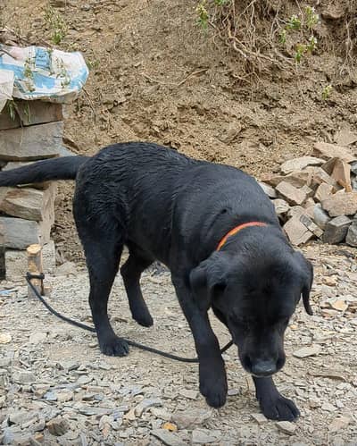 Only exchange with other good Dog