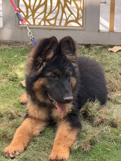 german shepherd puppy long coat