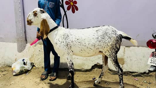 makkhi chini bakri hai char dant hai 3:30  gabban bakri ha