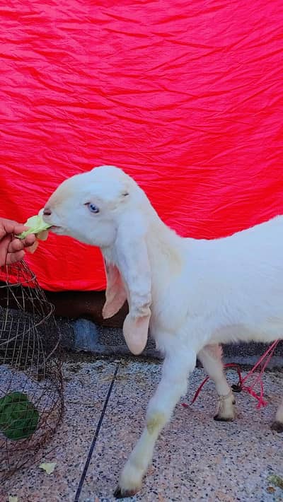 gulabi rajanpuri path