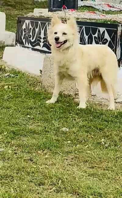 Russian Pappy Female 03298202490