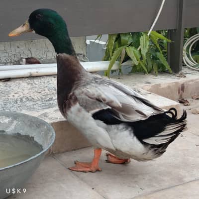 Green Headed Jumbo Size Male