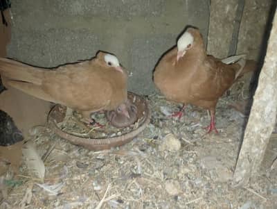 mukhi,mokhe,mokee,mokhi,fancy pigeon kabotar,German mukhi
