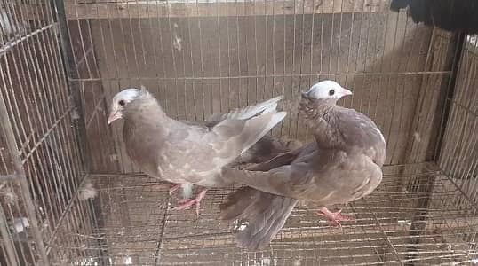 mukhi,mokhe,mokee,mokhi,fancy pigeon kabotar,German mukhi