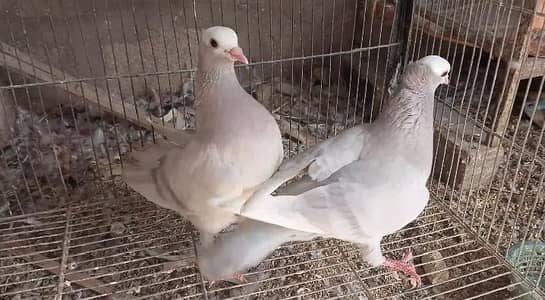mukhi,mokhe,mokee,mokhi,fancy pigeon kabotar,German mukhi