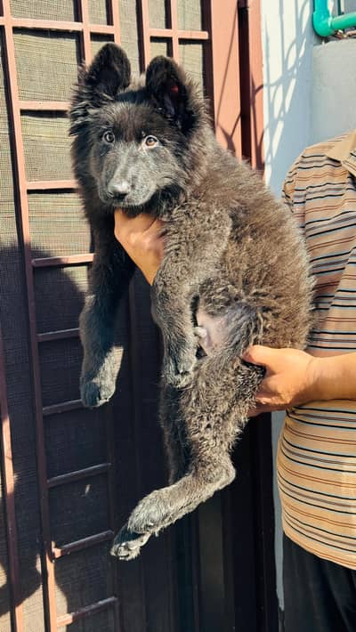 pink pedigree Huge size Triple coat black German shepherd male puppies