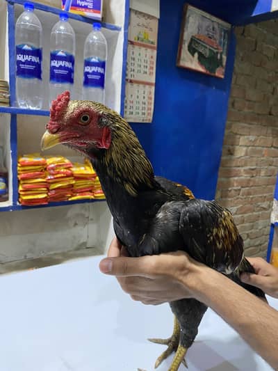 Aseel Mianwali Hen Male