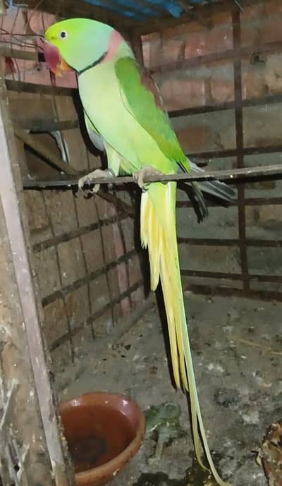 Raw Male Exchange with German shepherd papi