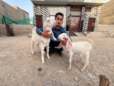 ​ گوٹ سیٹ اپ برائے فروخت (کراچی)