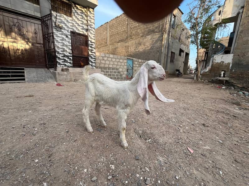 ​ گوٹ سیٹ اپ برائے فروخت (کراچی) 1