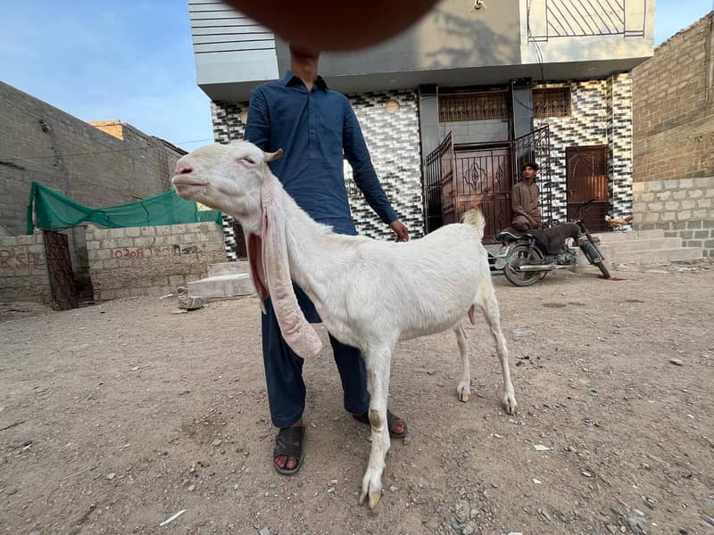 ​ گوٹ سیٹ اپ برائے فروخت (کراچی) 2