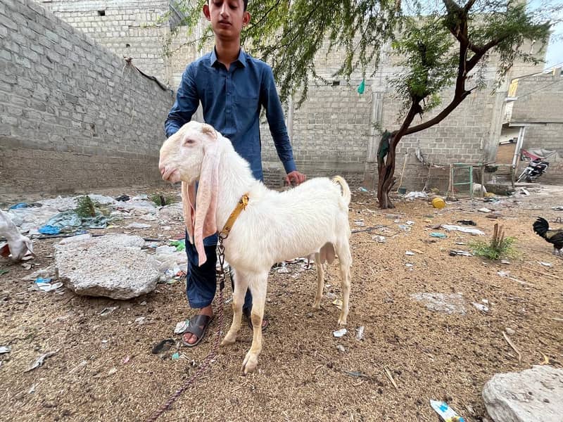 ​ گوٹ سیٹ اپ برائے فروخت (کراچی) 3