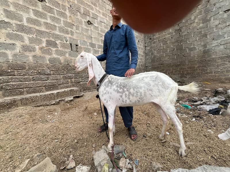 ​ گوٹ سیٹ اپ برائے فروخت (کراچی) 4