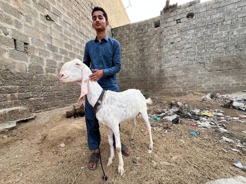 ​ گوٹ سیٹ اپ برائے فروخت (کراچی) 5