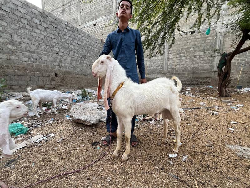 ​ گوٹ سیٹ اپ برائے فروخت (کراچی) 6