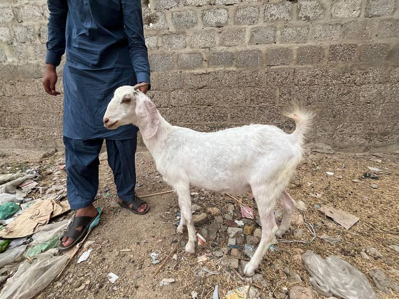 ​ گوٹ سیٹ اپ برائے فروخت (کراچی) 7