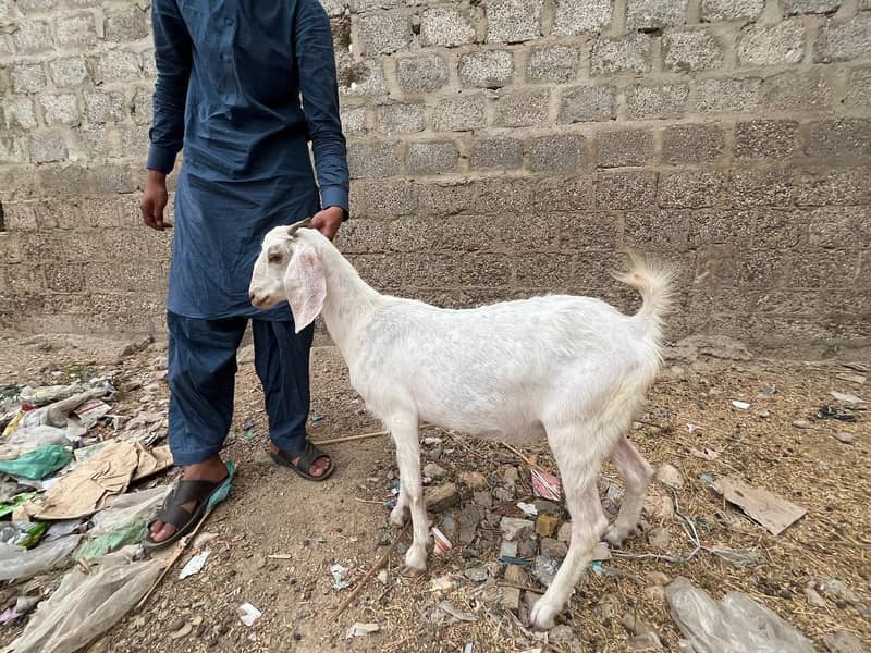 ​ گوٹ سیٹ اپ برائے فروخت (کراچی) 8