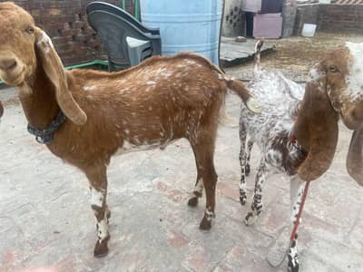 makhi cheni baki or bakra