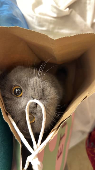 Scottish Fold 7 Months old