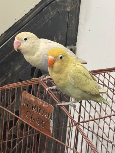 Love birds only serious buyers contact.