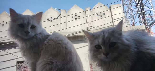 Persian cat male 2 hai brown eyes hai