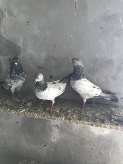 Salaita Kaboter kabotar pigeon male