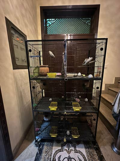 Australian/Blue mask . White mask.