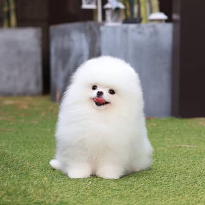 Pomeranian male female available+92@330@540@6115