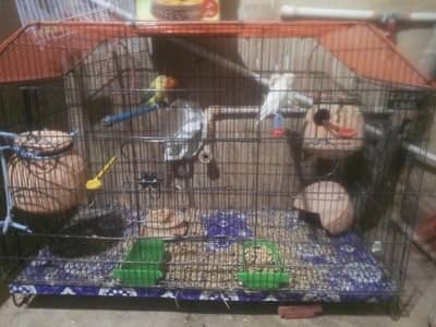 sister and love bird