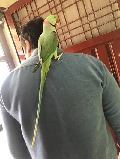 raw parrot male
